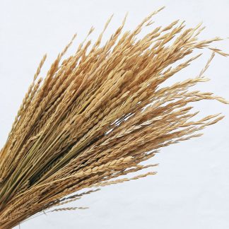 Колоски природні