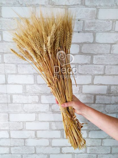 Купить колоски пшеницу в Украине