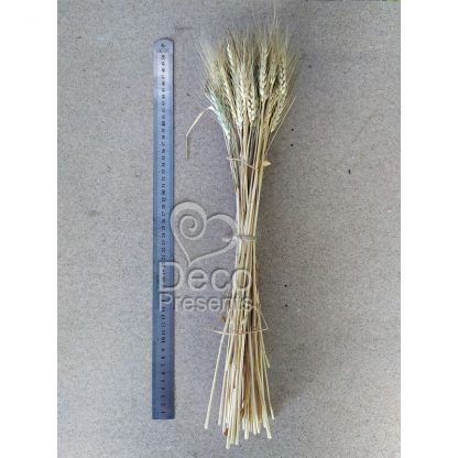 Колоски пшеницы в пучке для осеннего декора