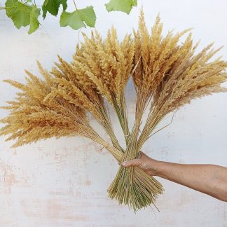 Колоски природні сухі для декору