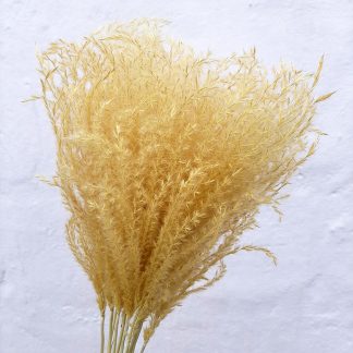 Колоски міскантус вибілений жовтий для декору