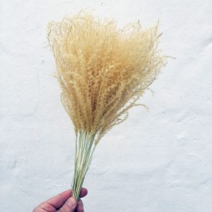 Колоски міскантус вибілений жовтий для декору
