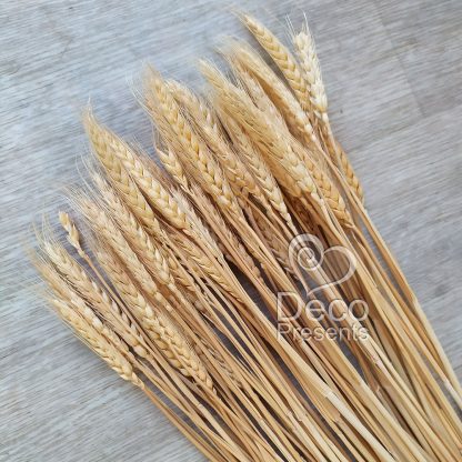 Колоски пшеницы в пучке