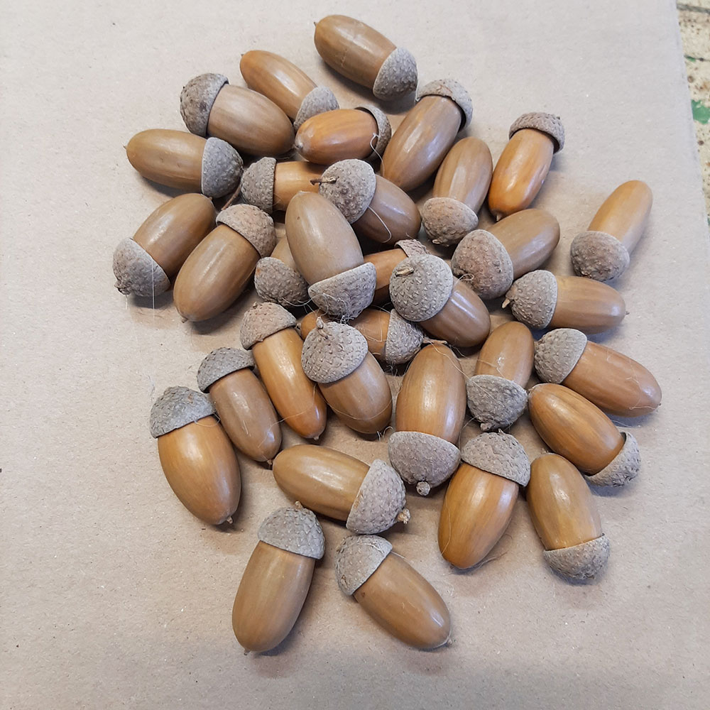 Жолуди дубові натуральні для декору