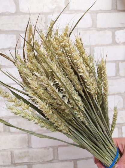 Букет из колосков пшеницы