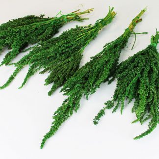 Амарант стабілізований зелений довжина до 30 см