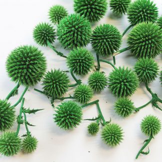 Сухоцвіт природний кульки зелені мордовник