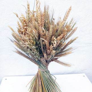Букет різних природних колосків, пшениця, жито, овес