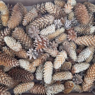 Набір вибілених шишок для декору.