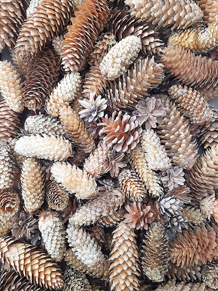 Набір вибілених шишок для декору.