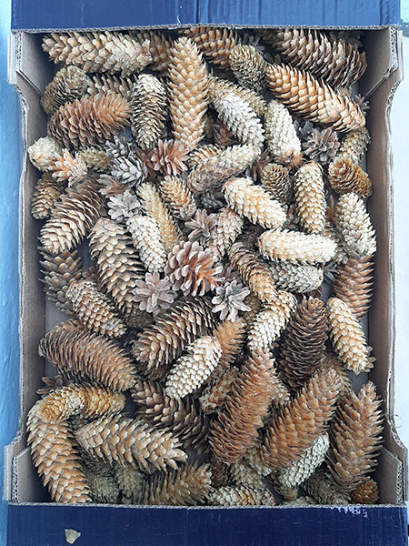 Набір вибілених шишок для декору.