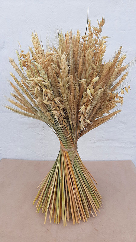 Букет різних природних колосків, пшениця, жито, овес